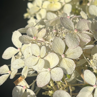 Hydrangea paniculata 'Phantom'